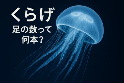 くらげ 足の数って何本？