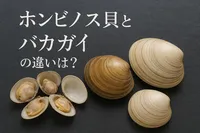 ホンビノス貝とバカガイの違いは？