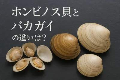 ホンビノス貝とバカガイの違いは？